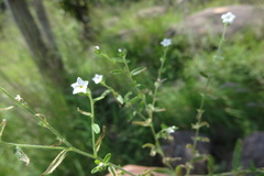 Heliotropium strigosum
